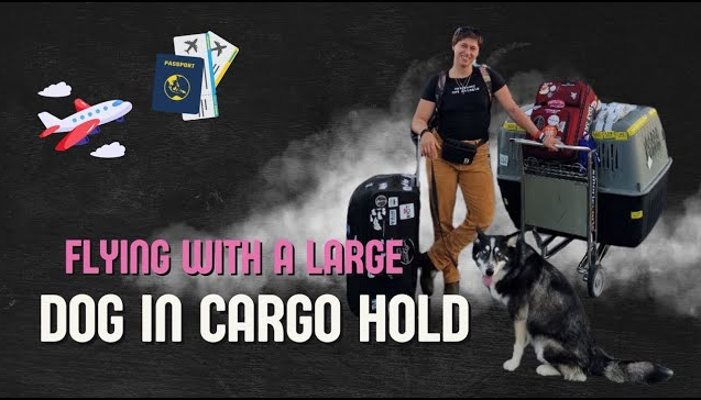 How to Fly with Your Dog in Cargo Internationally: A Step-by-Step Guide